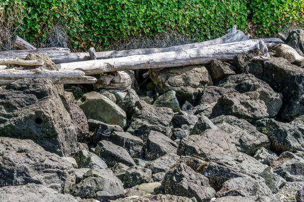 istock Dark Rocks And Light Driftwood 1147808109