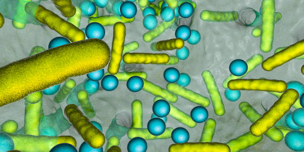 biofilm de bacterias esféricas y en forma de varilla - staphylococcus epidermidis fotografías e imágenes de stock