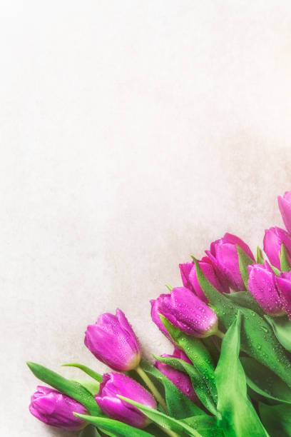 istock Beautiful purple tulips on grey background 1147809610