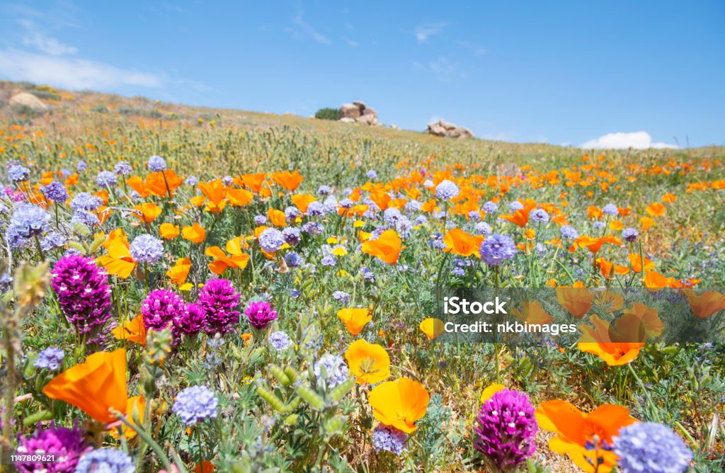 Wildflower Field On A Hill With Rocks And Sky In The Background Stock Photo  - Download Image Now - iStock