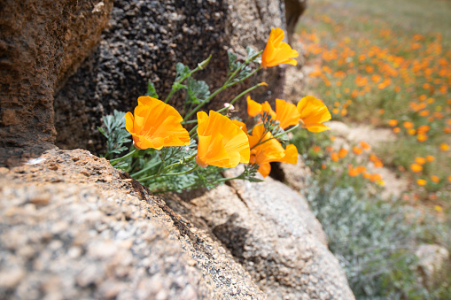 Horizontal image of California Golden Poppy flowers growing inside a crack in boulder