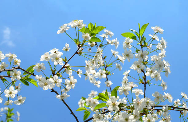 цветущая вишня на фоне голубого неба - cherry blossom spring day sakura стоковые фото и изображения