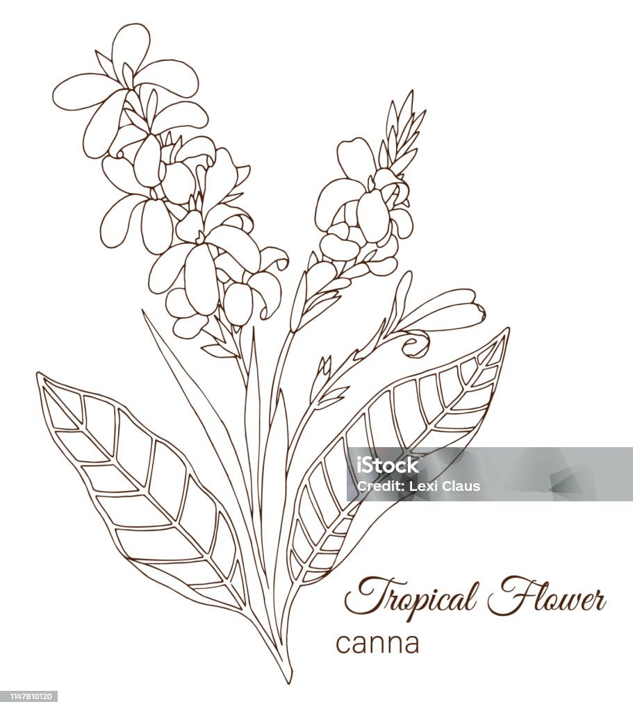 Vector illustration of tropical flower isolated on white background. Hand drawn canna. Floral outline. Coloring page. Sketch style. Tropic design elements. Art stock vector