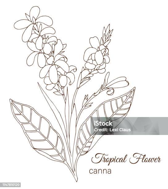 Vector Illustration Of Tropical Flower Isolated On White Background Hand Drawn Canna Floral Outline Coloring Page Sketch Style Tropic Design Elements Stock Illustration - Download Image Now