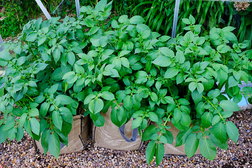 Potato plants growing under glass in large bags