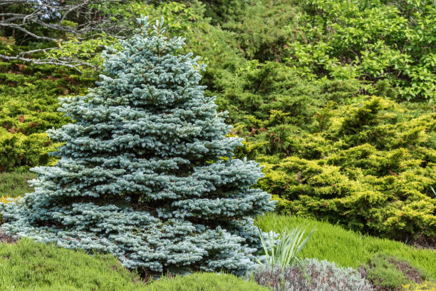 Blue Spruce Perfectly formed ornamental blue spruce (Picea pungens glauca globosa)in a evergreen garden. picea pungens stock pictures, royalty-free photos & images