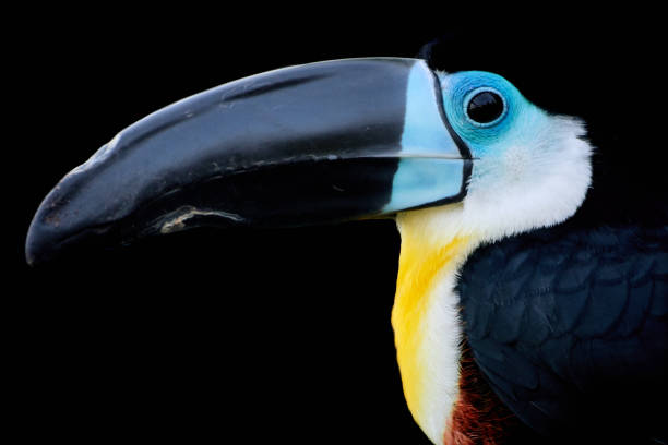 istock white throated toucan - Ramphastos tucanus 1147811745