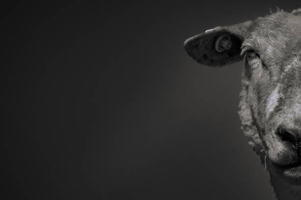 istock half-face portrait of a sheep 1147812532