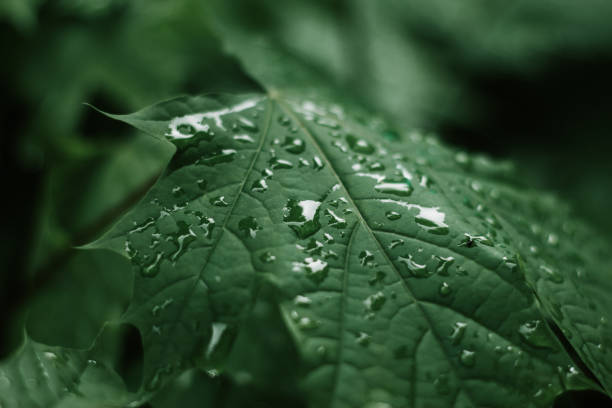 istock Closeup of a leaf with raindrops background 1147812680
