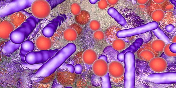 棒状・球状細菌のバイオフィルム - staphylococcus epidermidis ストックフォトと画像