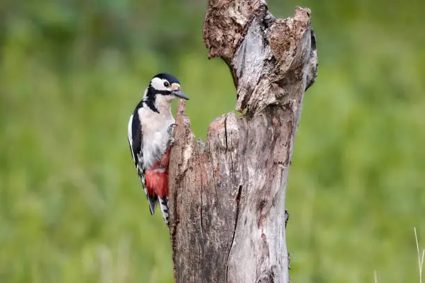 close-up of a woodpecker in Germany, Rastatt