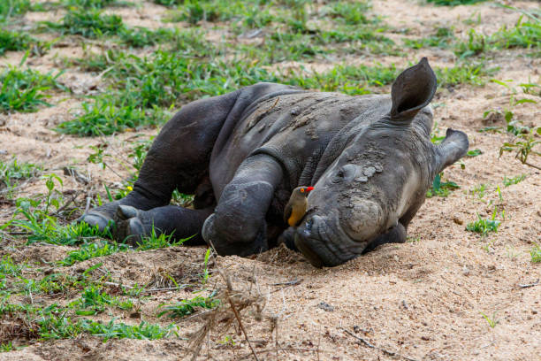 istock baby white rhinoceros with oxpecker 1147813855