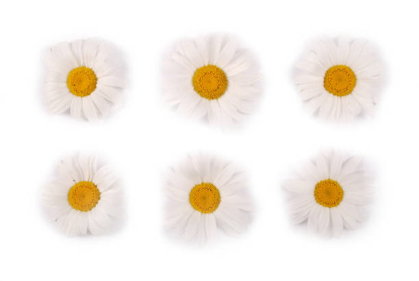 Six white chamomile flower isolated on white background.