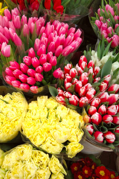 istock Yellow, pink and red tulips are packed in bouquets. 1147816671