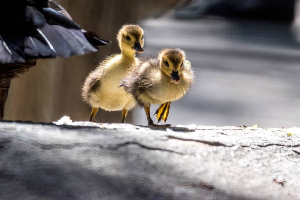 istock Little ducklings walking next to their mother 1147817447