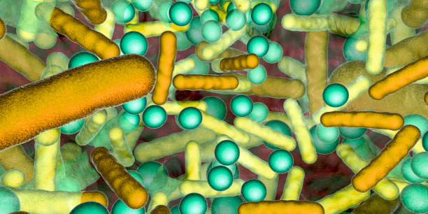 biofilm de bacterias esféricas y en forma de varilla - staphylococcus epidermidis fotografías e imágenes de stock