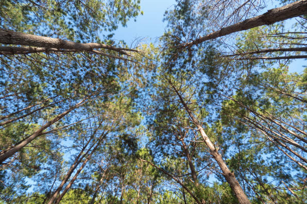 istock Pine forest in northern Thailand 1147818906