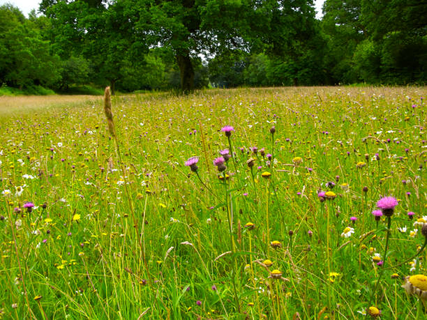 wildflower stock photo