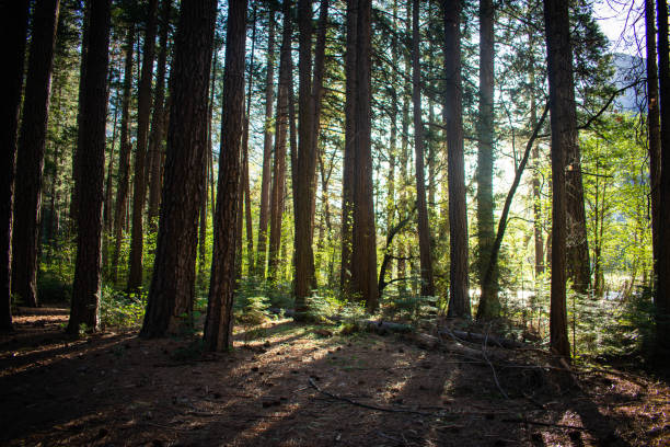 istock sunrise in forest of yosemite 1147821133