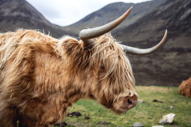 Scottish Highland Cow in the nature Scottish Highland Cow in the nature buachaille etive beag photos stock pictures, royalty-free photos & images