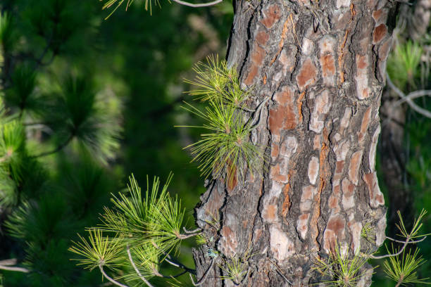 regrowth através da casca de árvore queimada da árvore de pinho das ilhas canárias (canariensis do pinus) em la cumbrecita, la palma, consoles canárias, spain - casca de árvore - fotografias e filmes do acervo