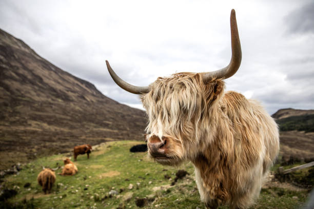 scottish highland cow en la naturaleza - scottish travel fotografías e imágenes de stock