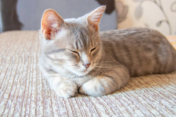 istock Cat rest after eating. Little kitten sleeps on a bed.  Sleeping cat in home. 1147822491