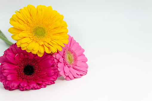 Yellow and pink flowers white background space for text