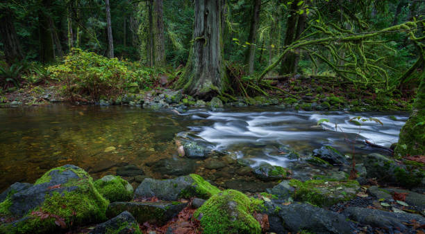 Old growth Forest with river stock photo