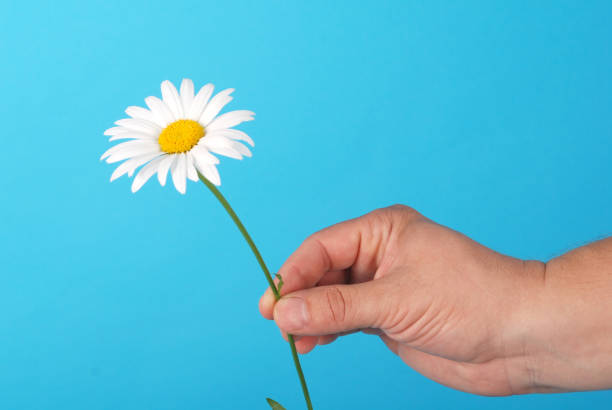 istock Male hand holding a chamomile 1147824548