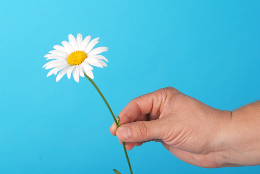 Male hand holding a chamomile over on blue background