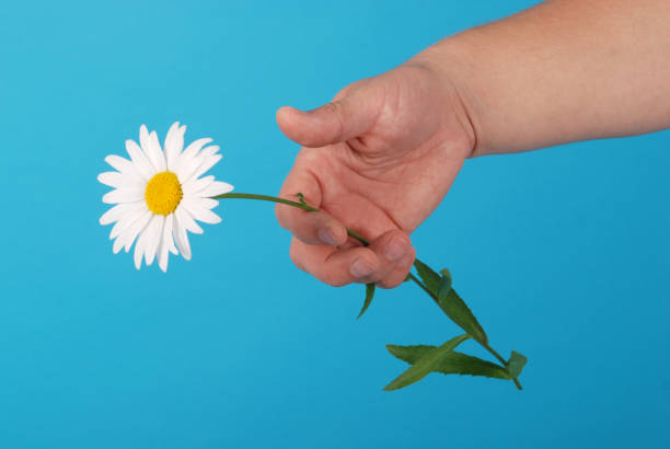 istock Male hand holding a chamomile 1147824551
