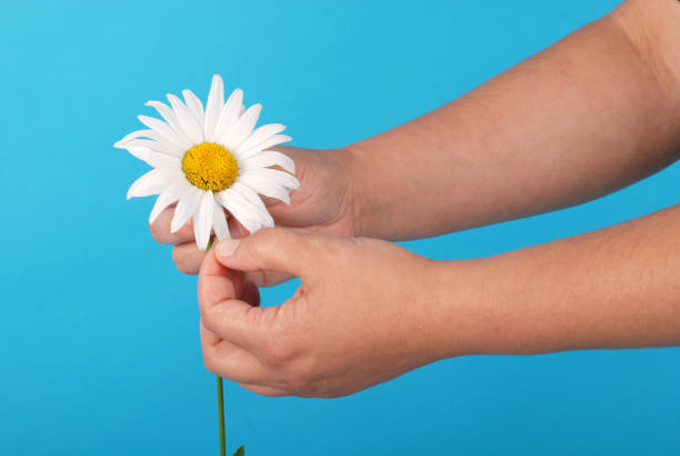 istock Male hand holding a chamomile 1147824647