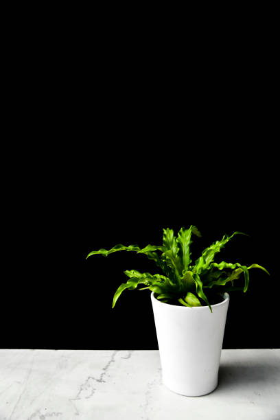 istock Small Plant on Marble Shelf With Black Background 1147824733