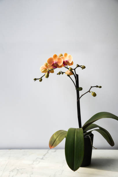 istock Orchid on Marble Shelf With White Background 1147824740