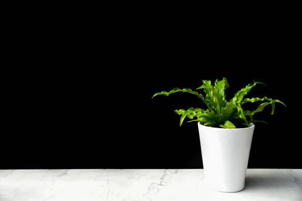 istock Small Plant on Marble Shelf With Black Background 1147824751