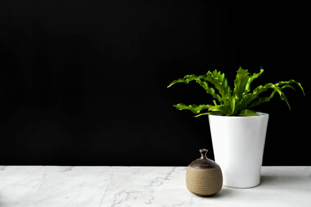 istock Plant and Vase on Marble Shelf With Black Background 1147824761