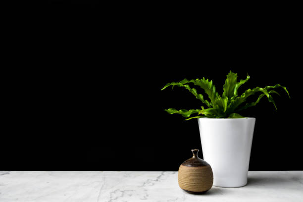 istock Plant and Vase on Marble Shelf With Black Background 1147824771