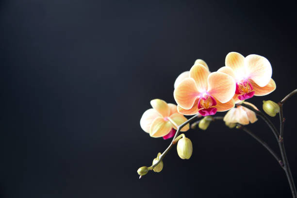 Orchid With Black Background Orchid With Black Background orchid photos stock pictures, royalty-free photos & images