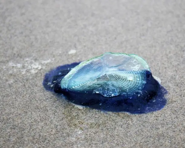 Photo of By-the-wind Sailor Jellyfish