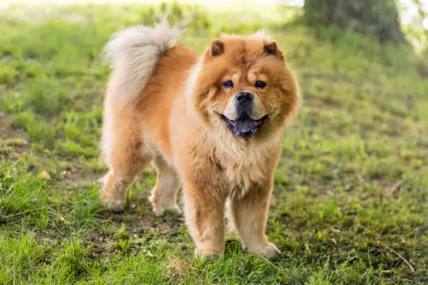 Chow Chow, is a dog breed from northern China, where it is referred to as Songshi Quan, which means "puffy-lion dog".