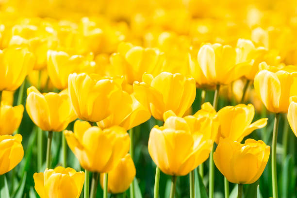 istock Yellow tulips close up background 1147827304