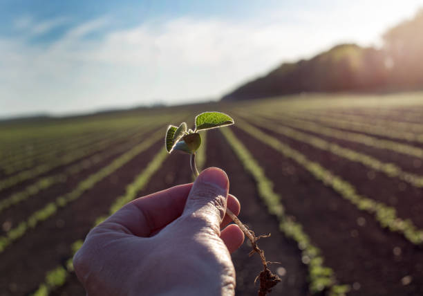 Worker holding seedling in field Close up of worker's hand holding young seedling in soybean field farmer hands stock pictures, royalty-free photos & images