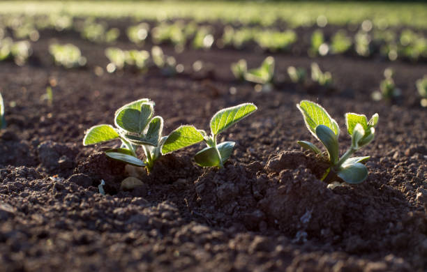 istock Soybean seedlings in field 1147827579