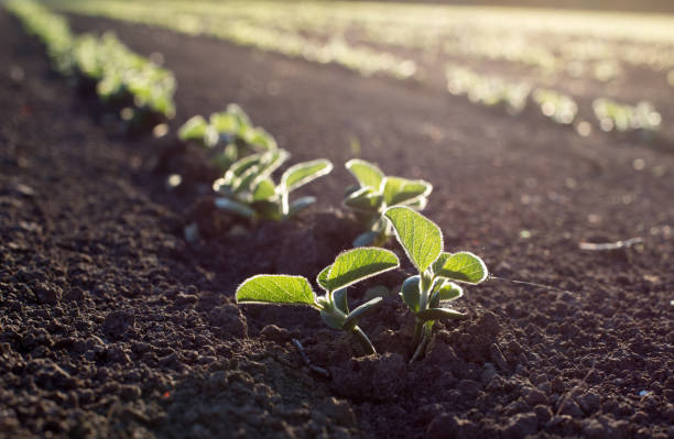Soybean seedlings in field