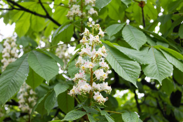 istock Chestnuts bloomed white flowers. The chestnut blossoms 1147827836