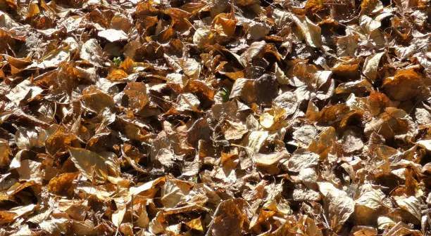 Autumn leaves background. Lot of dry fallen foliage. Brown poplar and birch leafage. Selected focus on central part of image.