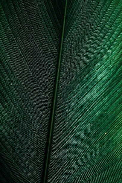 istock texture of dark green tropical leaf 1147828187