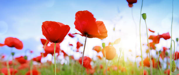 fleurs de pavot sauvages sur fond bleu ciel. - flower red poppy sky photos et images de collection