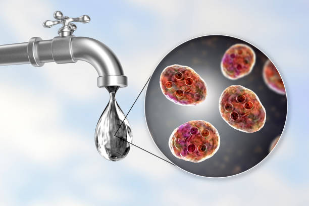 Safety of drinking water concept Safety of drinking water concept, 3D illustration showing cysts of Giardia intestinalis protozoan, the causative agent of giardiasis and diarrhea, contaminating drinking water giardia lamblia stock pictures, royalty-free photos & images